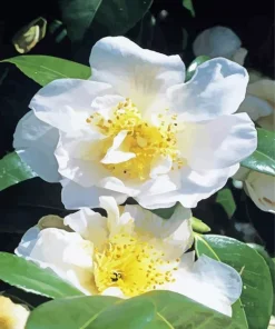 White Camellia Flowers Diamond Painting