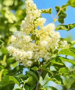 White Lilac Tree Diamond Painting