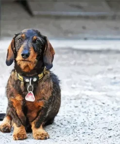 Wire Haired Dachshund Diamond Painting