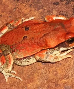 African Red Toad Diamond Painting
