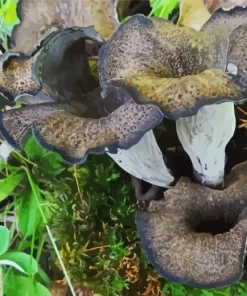 Craterellus Cornucopioides Diamond Painting