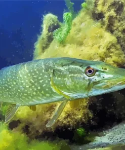 Northern Pike Fish Diamond Painting