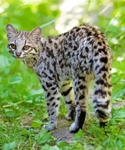 Oncilla Cat Tiger Diamond Painting