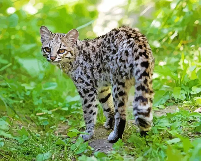 Oncilla cat tiger Diamond By Numbers Oncilla Cat Tiger Diamond Painting