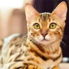 Bengal Cat Diamond Painting