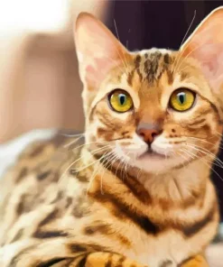 Bengal Cat Diamond Painting