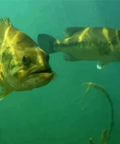 Black Bass Fishes Diamond Painting