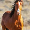 Brown Mustang Horse Diamond Painting