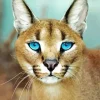 Caracal With Blue Eyes Diamond Painting