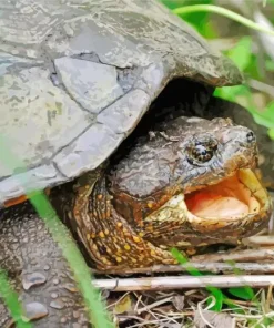 Common Snapping Turtle Diamond Painting