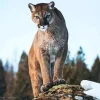 Cougar Mountain Lion Diamond Painting