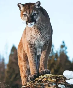 Cougar Mountain Lion Diamond Painting