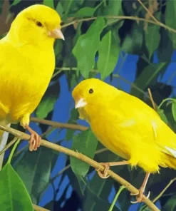 Domestic Canary Birds Diamond Painting