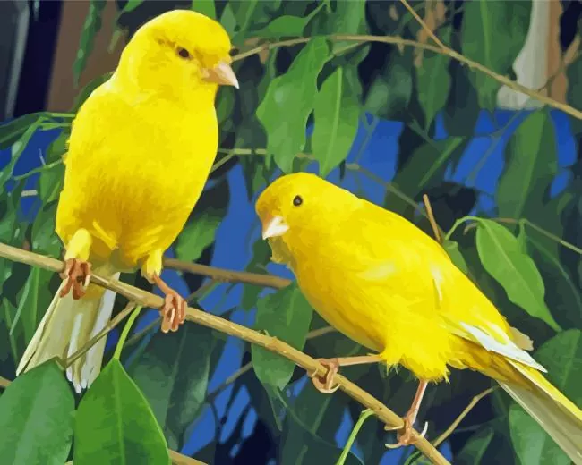 domestic canary birds Diamond By Numbers Domestic Canary Birds Diamond Painting