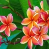 Frangipani Flowers Diamond Painting