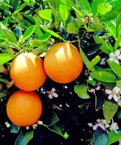 Green Leaves Orange Tree Diamond Painting