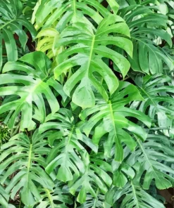 Green Monstera Leaves Diamond Painting