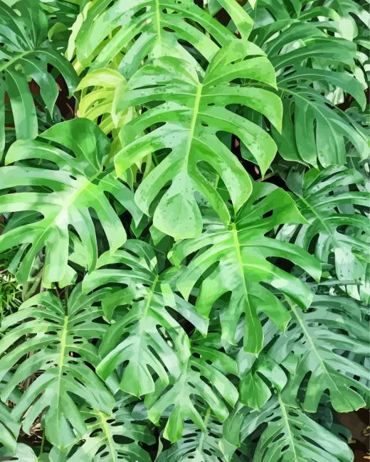 green monstera leaves Diamond Paints Green Monstera Leaves Diamond Painting