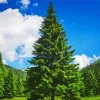 Green Pine Trees Diamond Painting