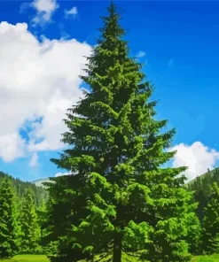 Green Pine Trees Diamond Painting