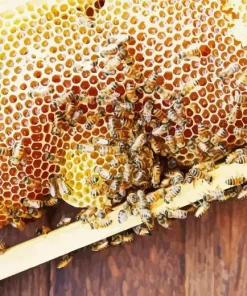 Honey Bee Hive Diamond Painting