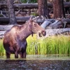 Moose In River Diamond Painting
