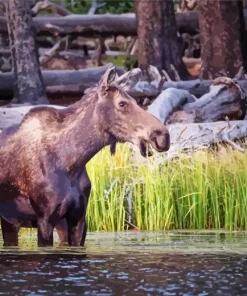 Moose In River Diamond Painting