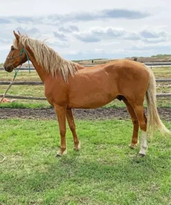 Morgan Horse Diamond Painting