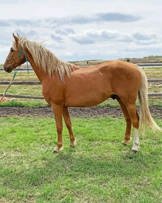 morgan horse Diamond Paintings Morgan Horse Diamond Painting