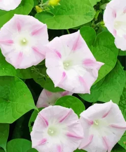 Morning Glories Diamond Painting
