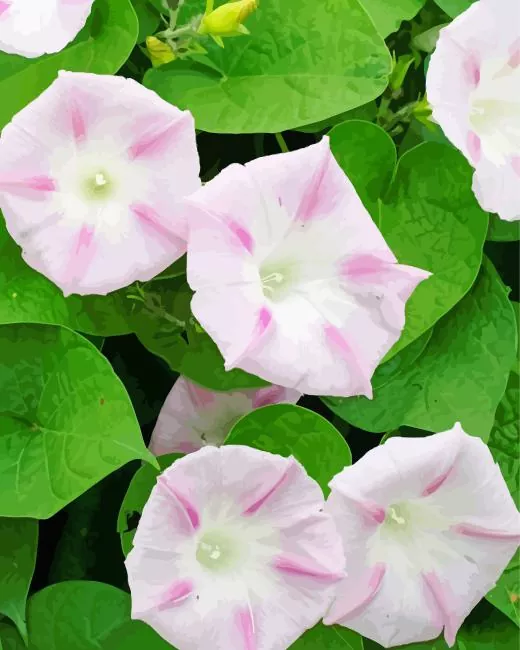 morning glories Diamond Paintings Morning Glories Diamond Painting