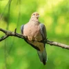 Mourning Dove Diamond Painting