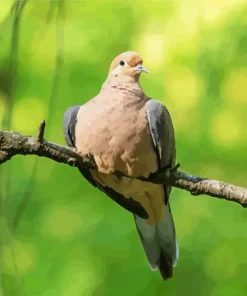 Mourning Dove Diamond Painting