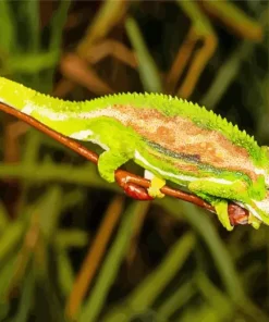 Nadzikambia Diamond Painting