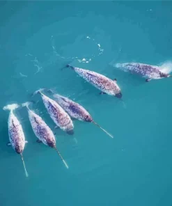 Narwhal Animal Diamond Painting
