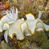Nudibranch Animal Diamond Painting