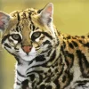 Ocelot Wild Cat Diamond Painting