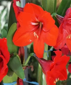 Orange Amaryllis Diamond Painting