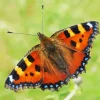 Orange And Black Butterfly Diamond Painting