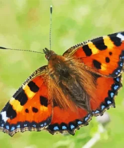 Orange And Black Butterfly Diamond Painting