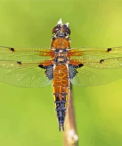 Orange And Black Dragonfly Diamond Painting