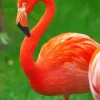 Orange Flamingo Bird Diamond Painting