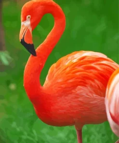 Orange Flamingo Bird Diamond Painting