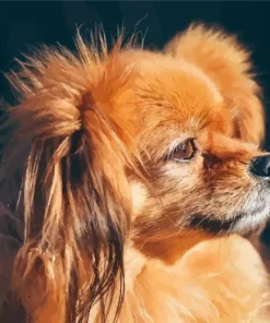 Orange Papillon Dog Diamond Painting