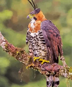 Ornate Hawk Eagle Diamond Painting