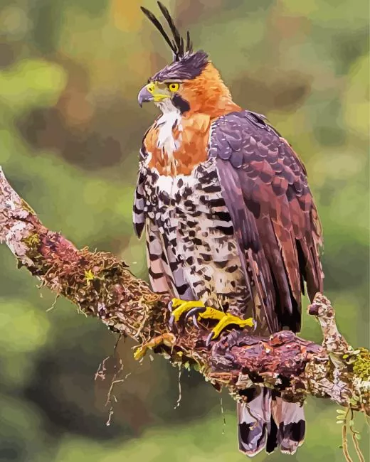 ornate hawk eagle Diamond Paintings Ornate Hawk Eagle Diamond Painting