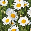 Oxeye Daisy Flowers Diamond Painting