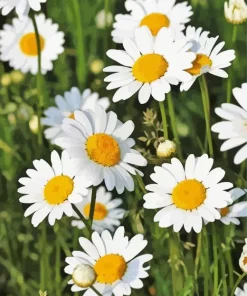 Oxeye Daisy Flowers Diamond Painting