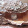 Oyster Pearl Diamond Painting