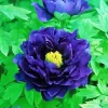 Paeonia Suffruticosa Diamond Painting
